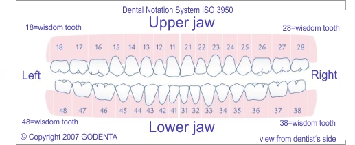 dental-chart